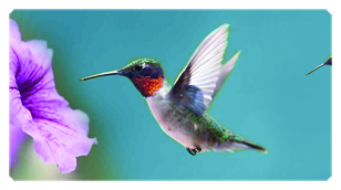 DSC700 028 Humming Bird 2